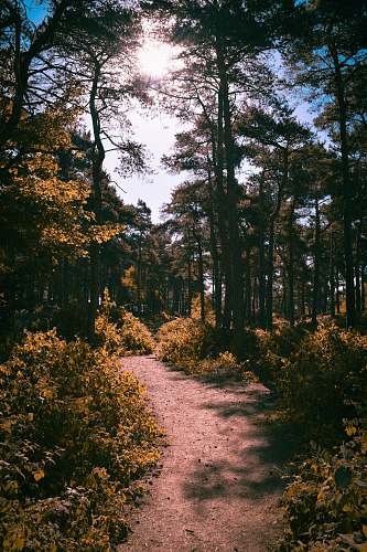 gravel footpath between plants on forest at daytime road